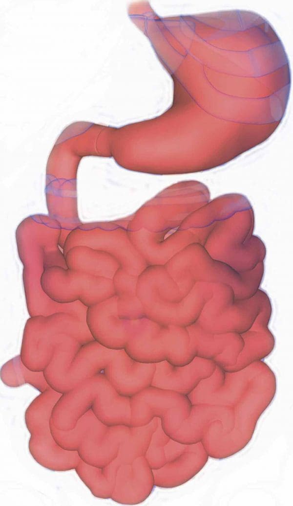 Dumping Syndrome Causes Management And Patient Education