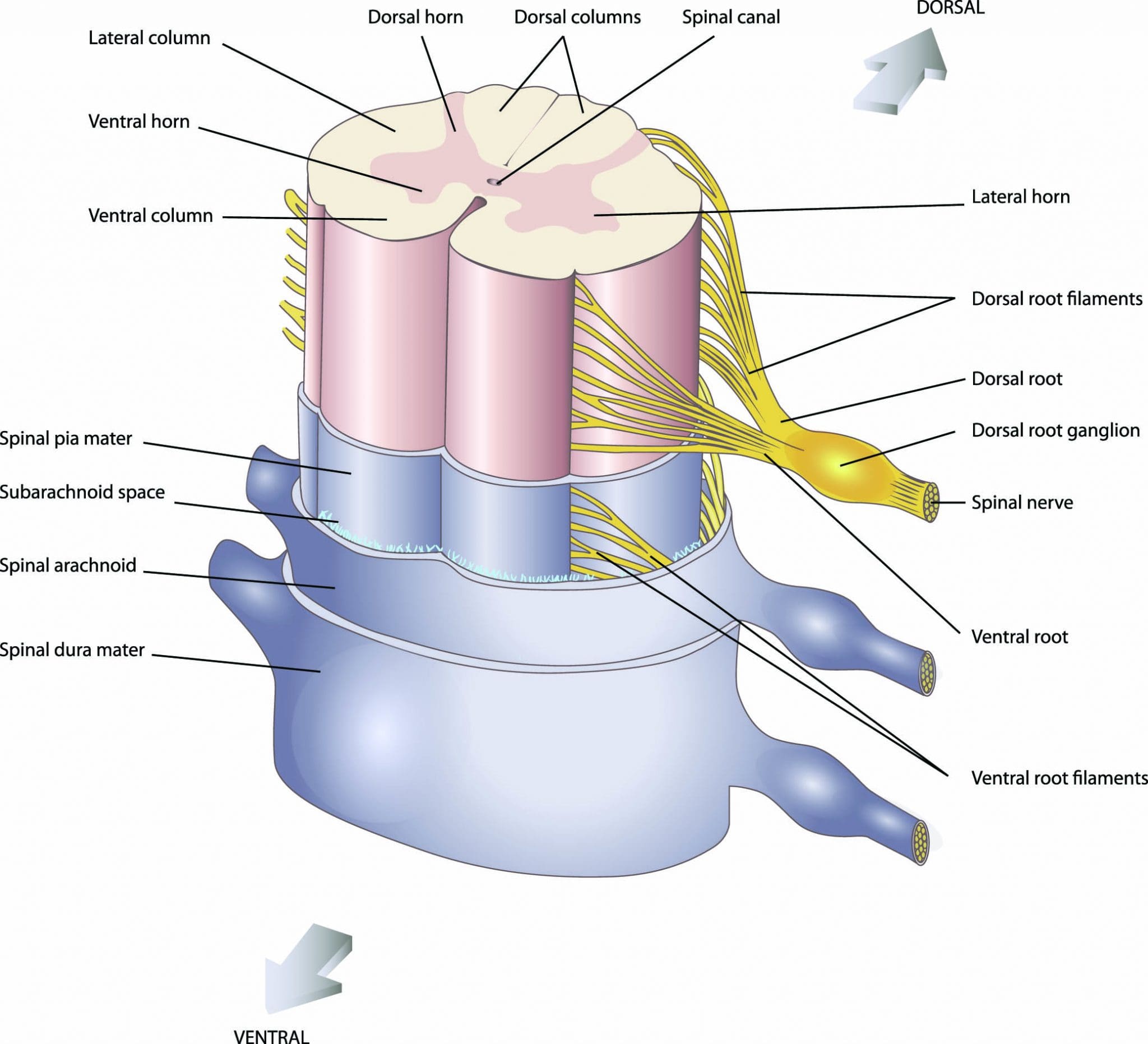 an-overview-of-neuraxial-anesthesia-american-nurse